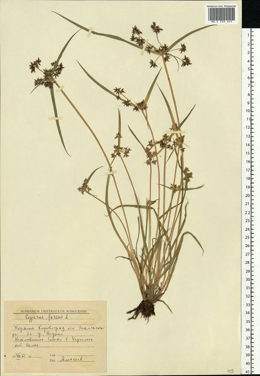 Чуфа или сыть