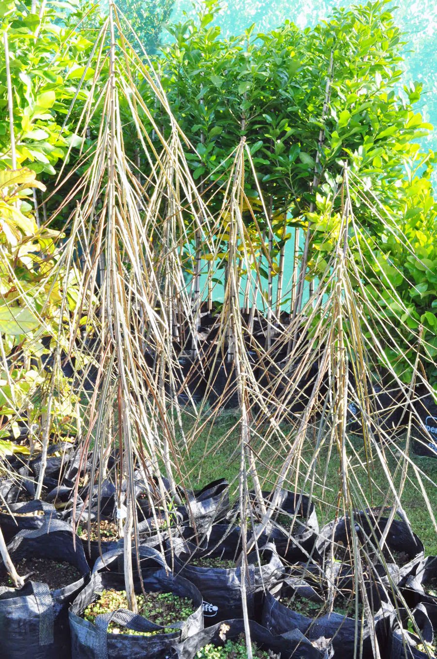 Псевдопанакс