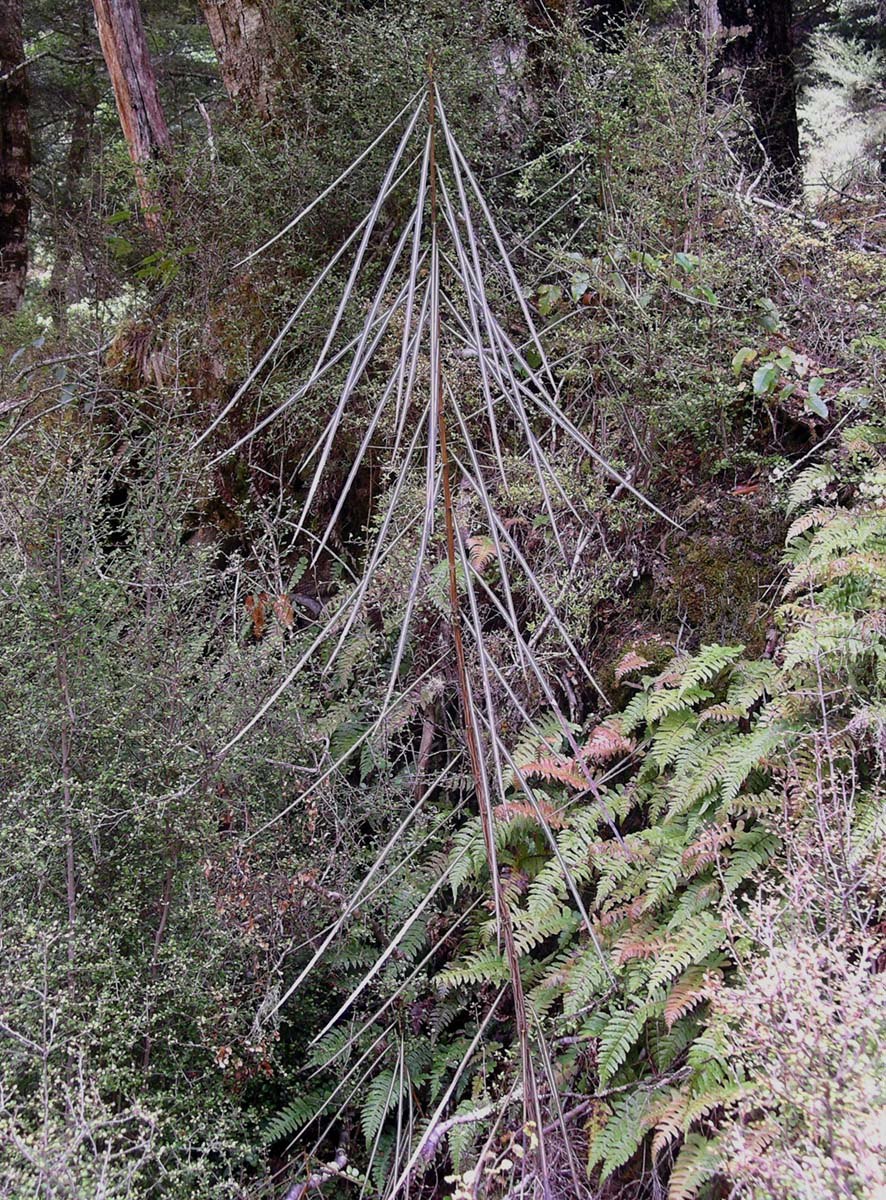 Калопанакс диморфант