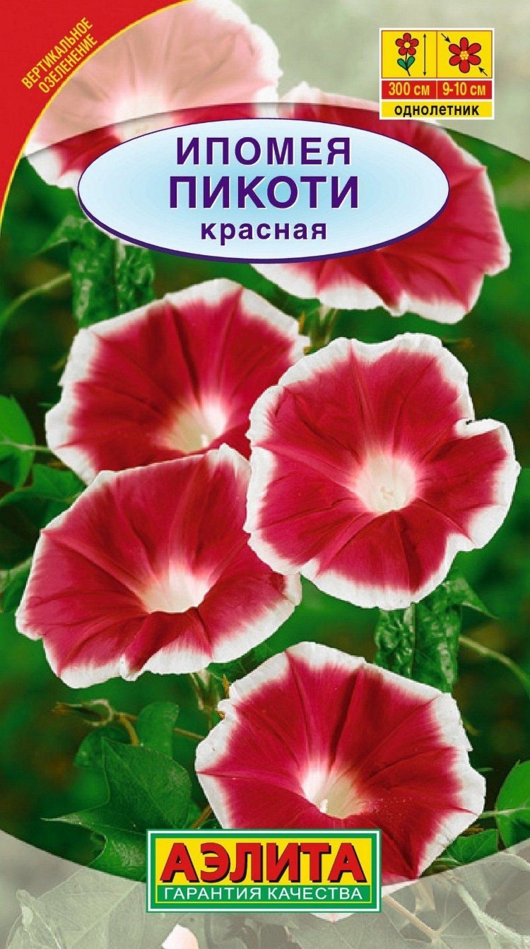 Ипомея мясо красная