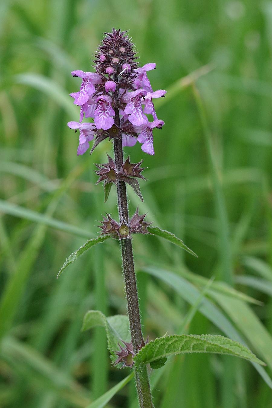 Чистец болотный