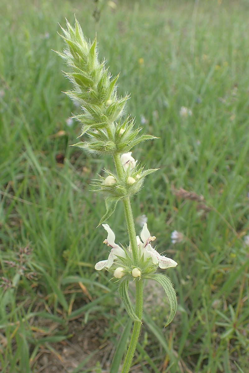 Чистец баланзы