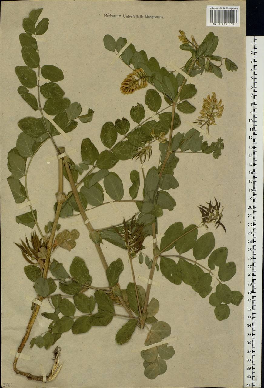 Астрагал в тундре