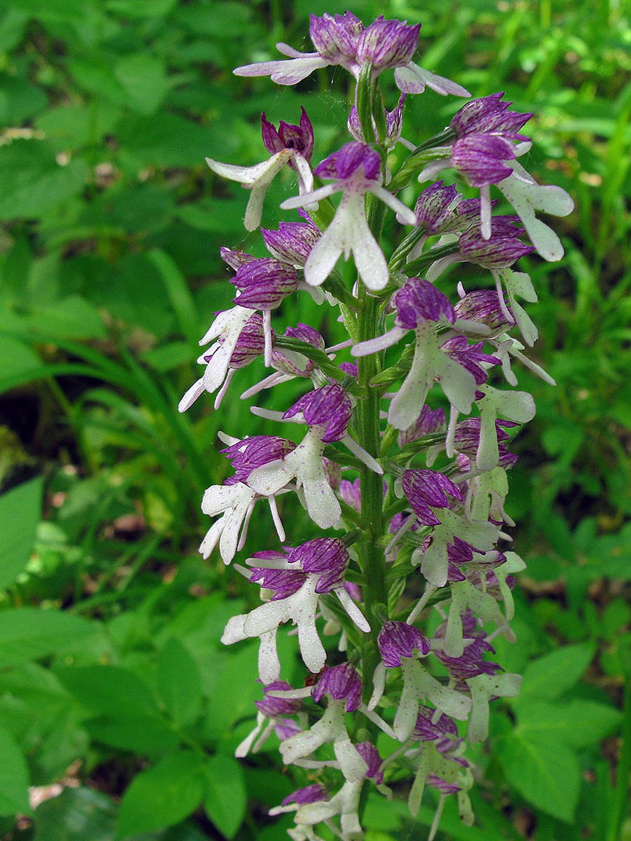 Ятрышник кавказский