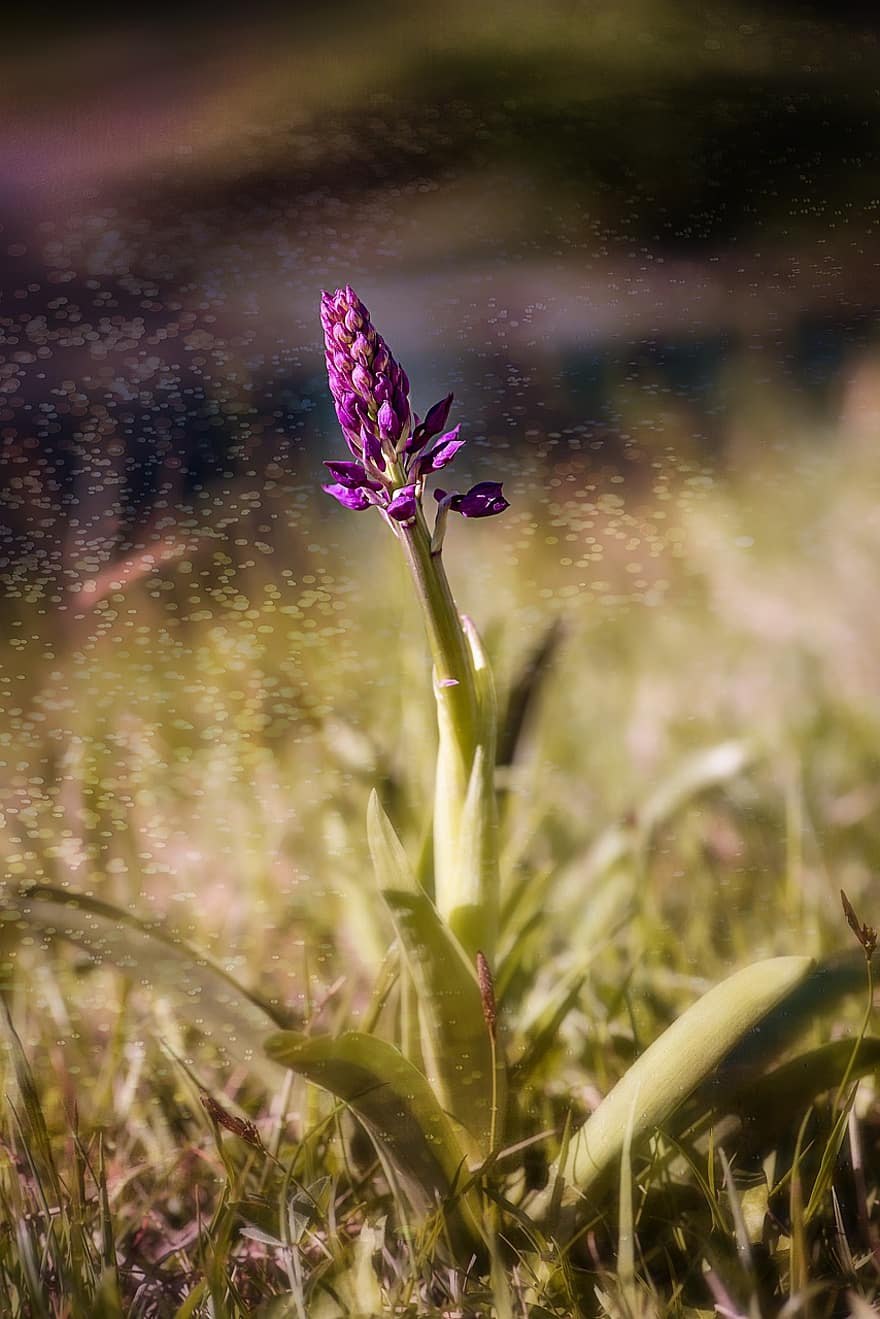 Ятрышник шлемоносный белый