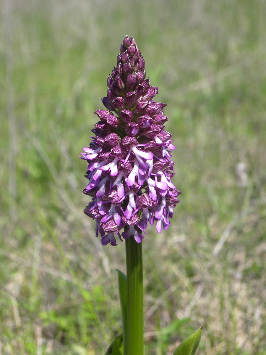 Orchis purpurea
