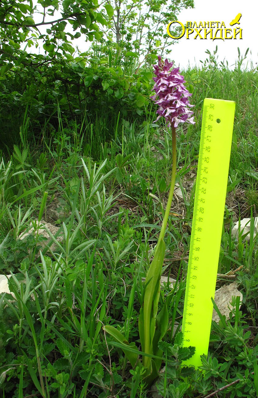 Пальчатокоренник крапчатый