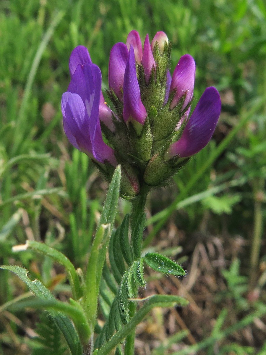 Астрагал рогоплодный