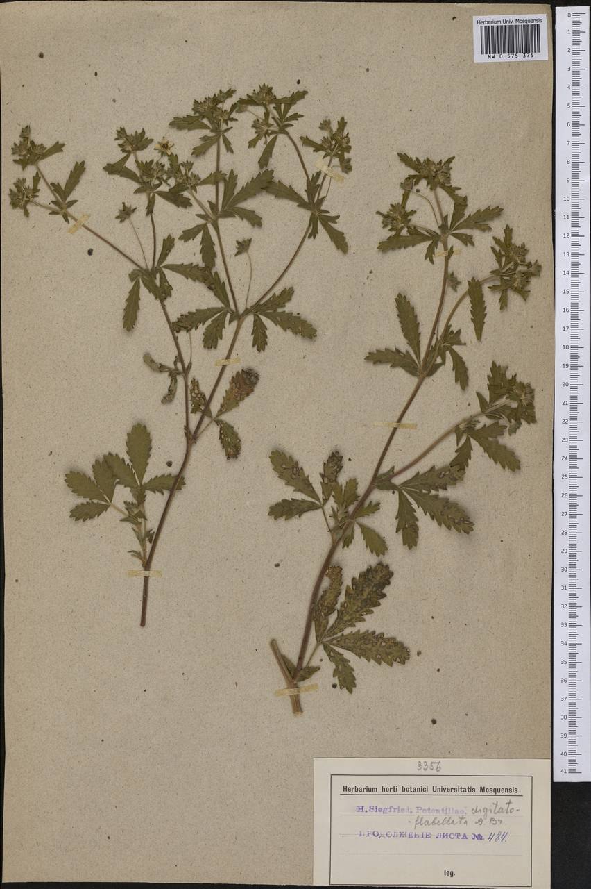 Гербарий Potentilla Intermedia