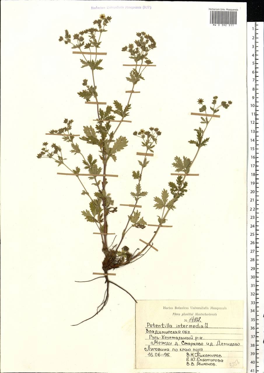 Лапчатка средняя