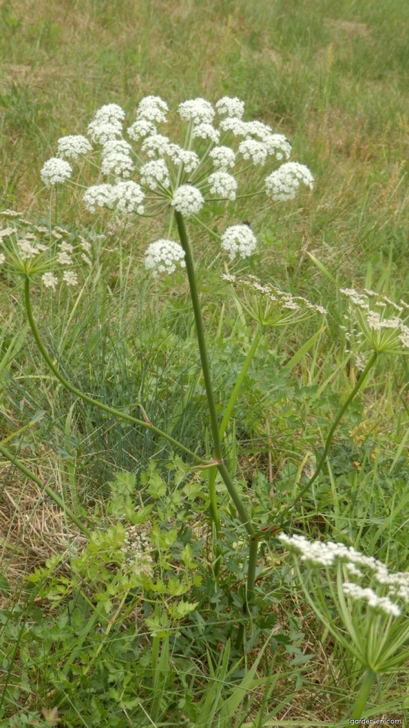 Горичник Морисона Peucedanum morisonii