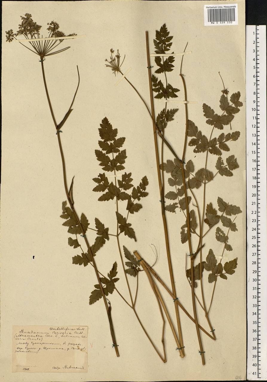 Peucedanum morisonii