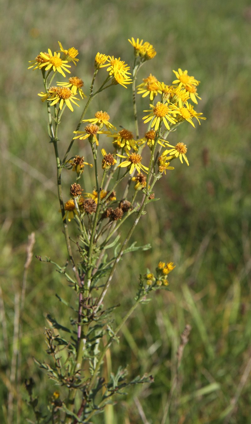 Senecio jacobaea