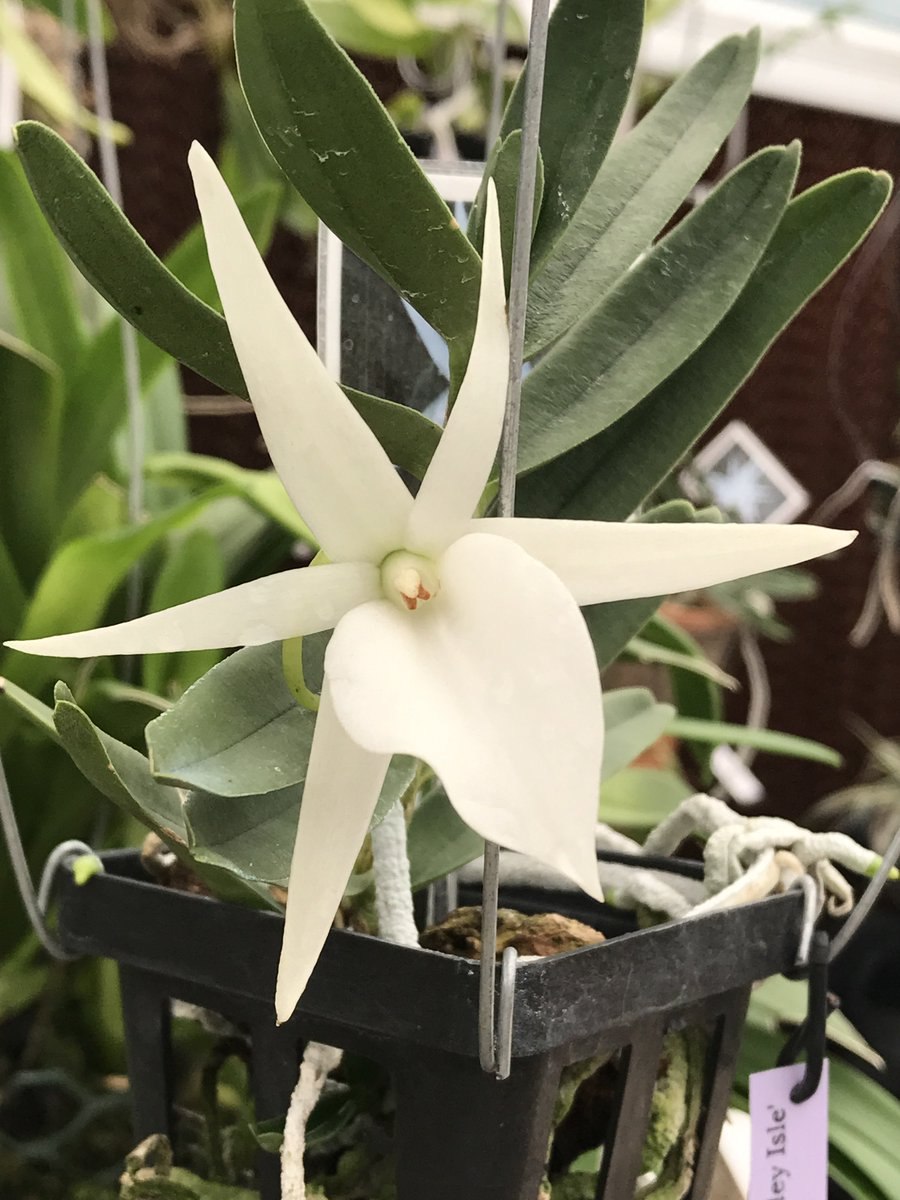 Angraecum Leonis
