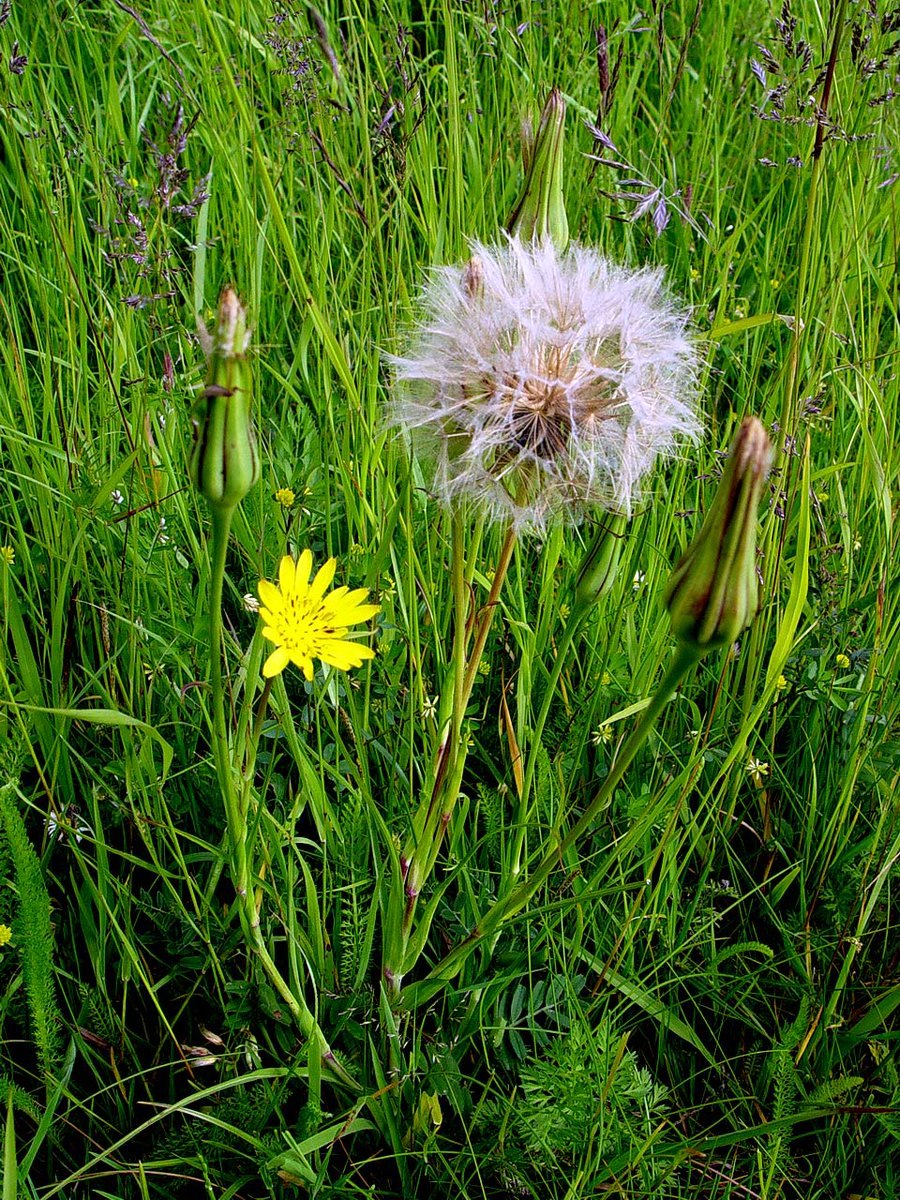 Козлобородник Луговой Tragopogon pratensis