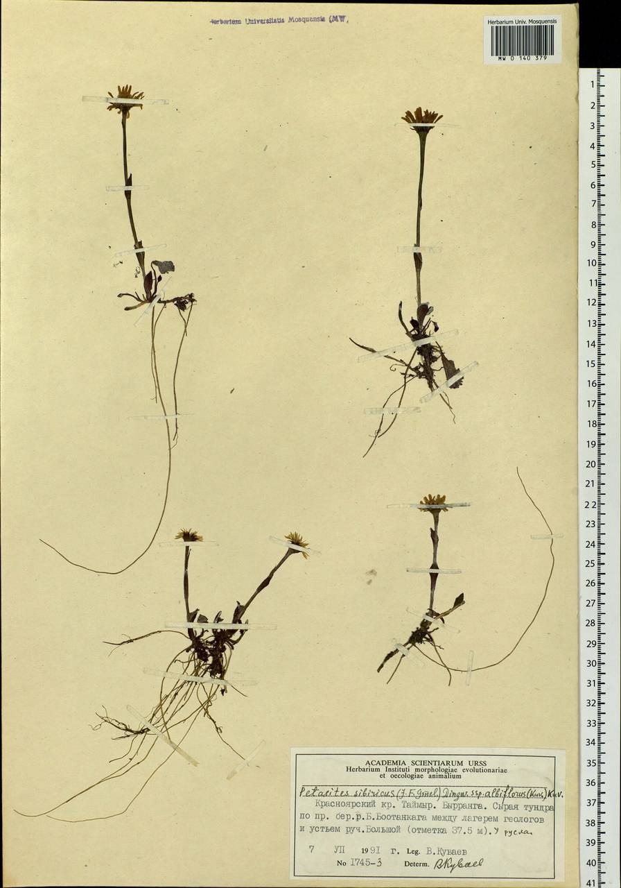 Белокопытник Сибирский (Endocellion sibiricum)
