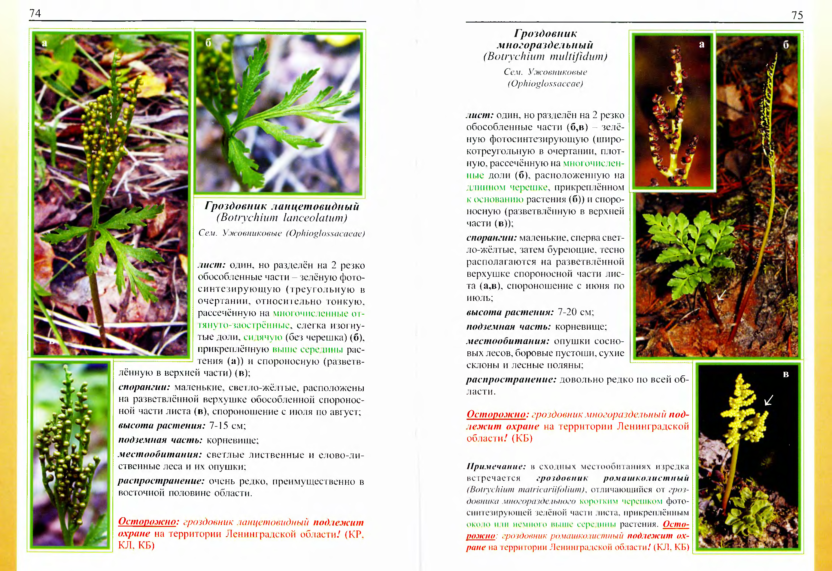 Красная книга ленинградской области растения с картинками