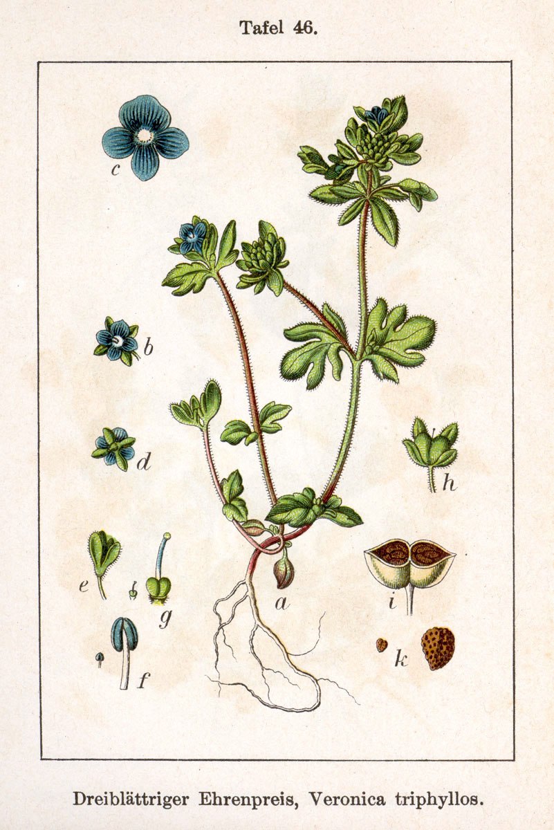 Вероника Дубравная Ботаническая иллюстрация