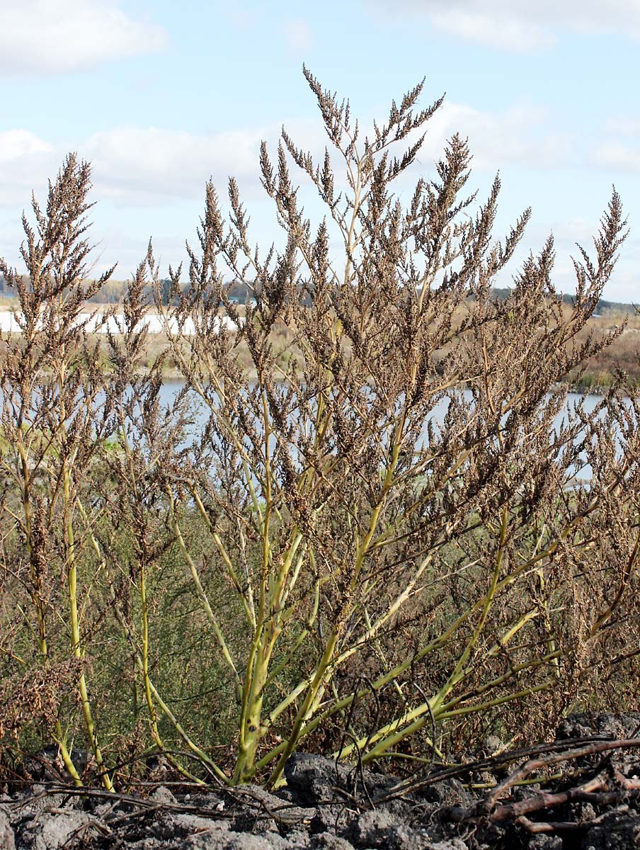 Adenostoma fasciculatum