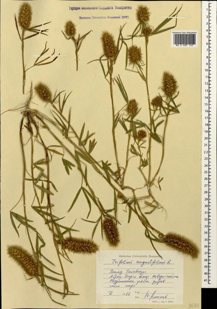 Клевер узколистный это вид