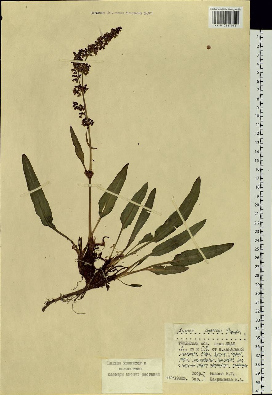 Семена щавель Трапеза