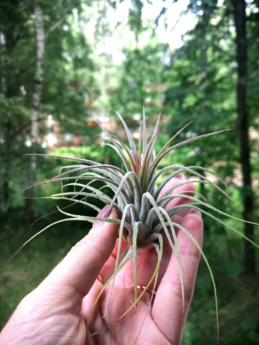 Тилландсия juncea Mini