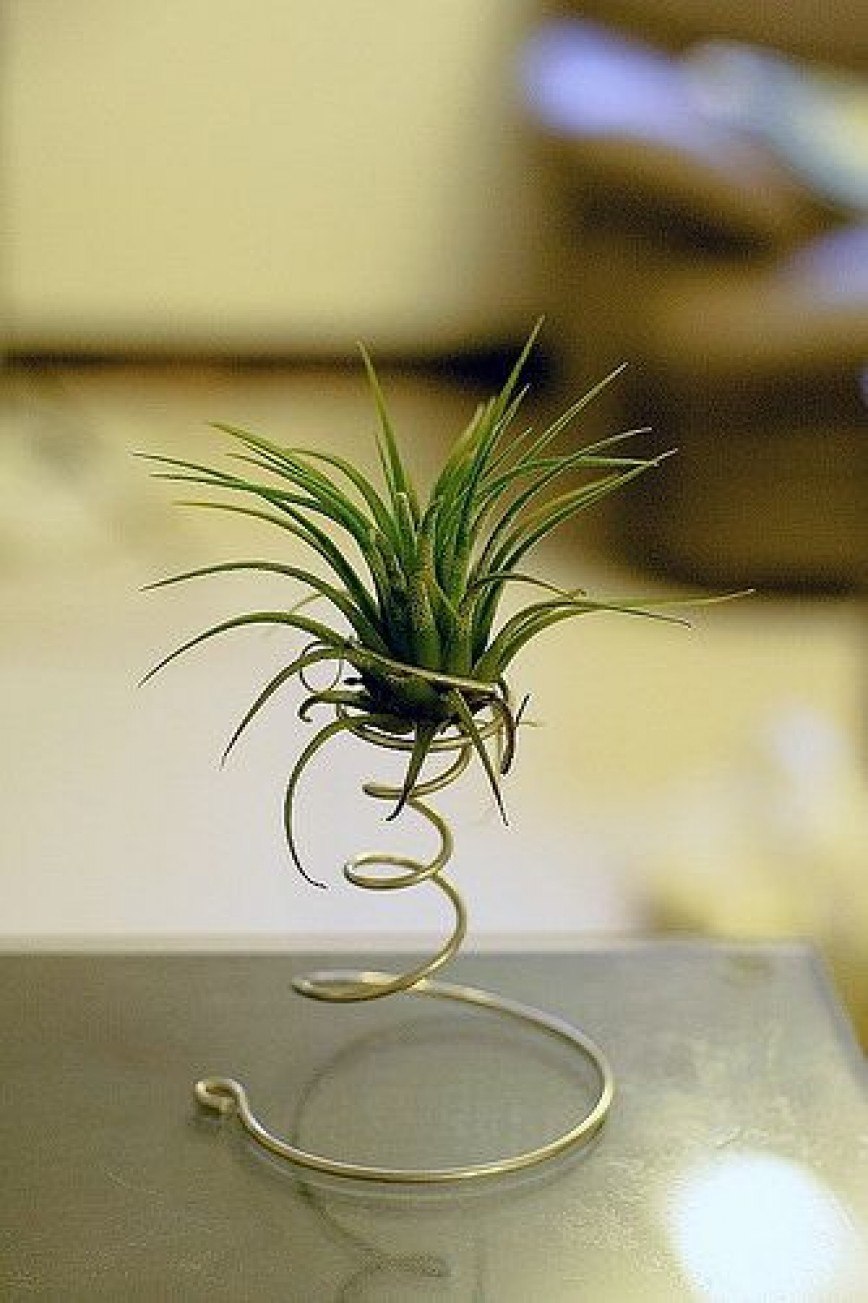 Трава без корней