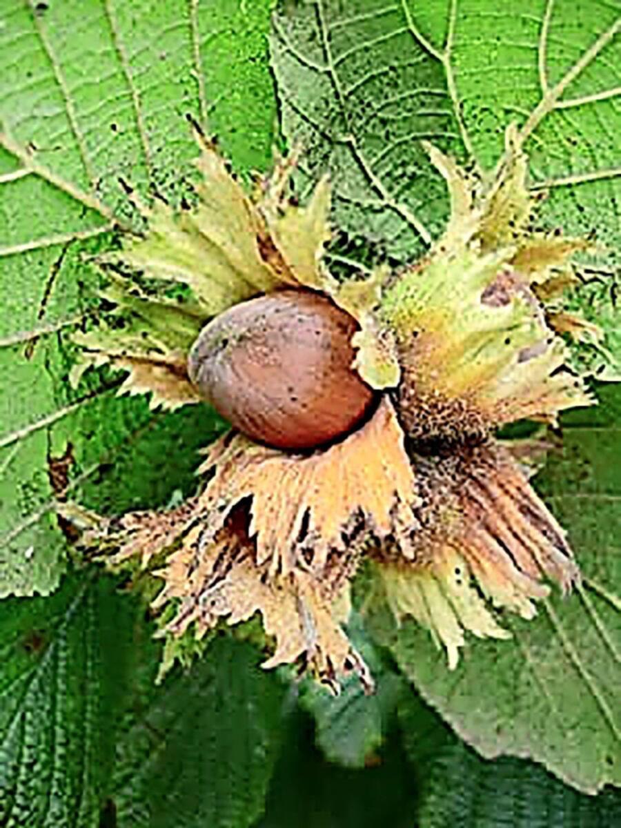 Саженцы орешника лещина