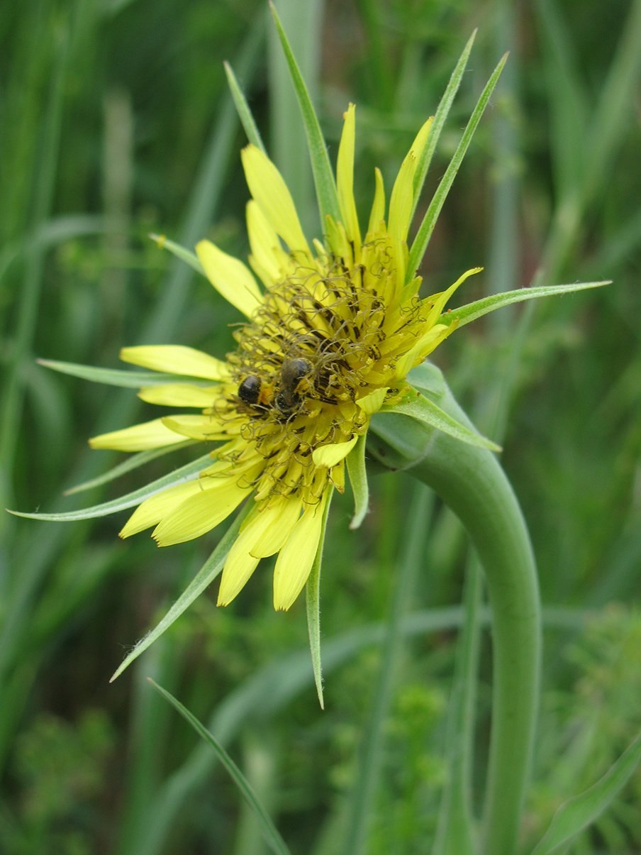 Tragopogon capitatus s.a.Nikitin