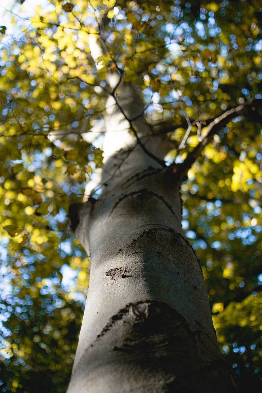 Берёза тополелистная