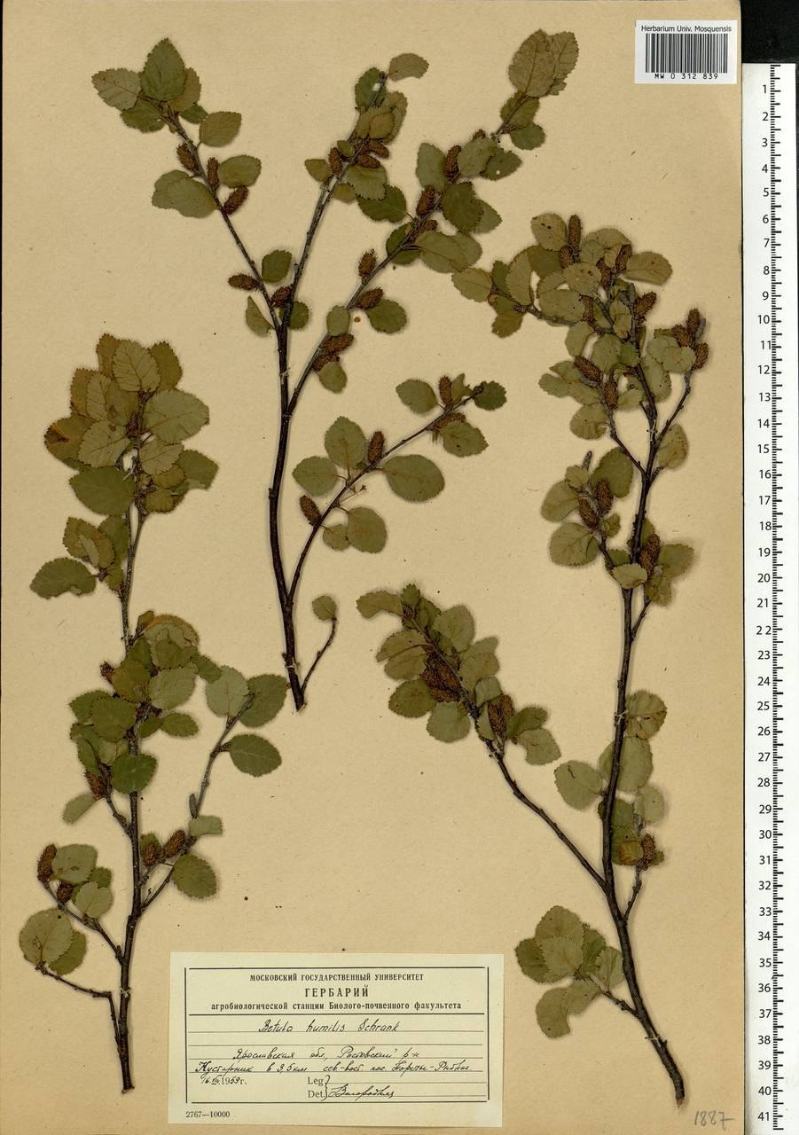Берёза призе́мистая (лат. Betula humilis)