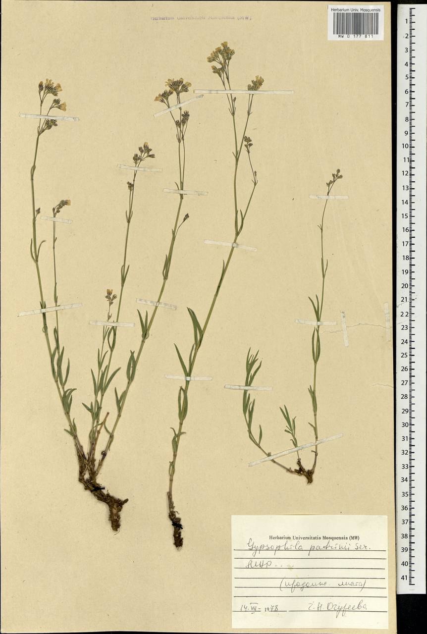 Гербарий Качим постенный