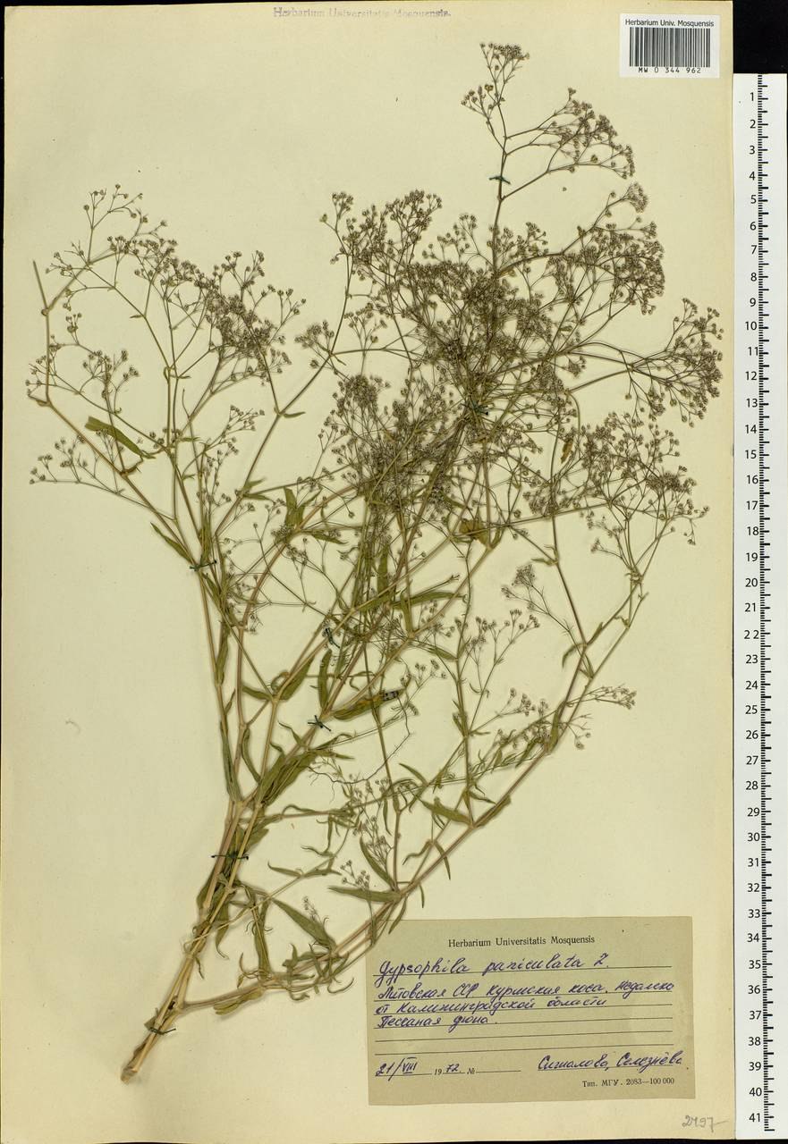 Гипсофила метельчатая паникулата