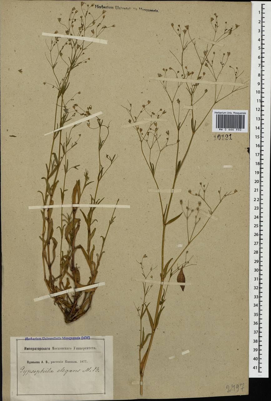 Арника Горная