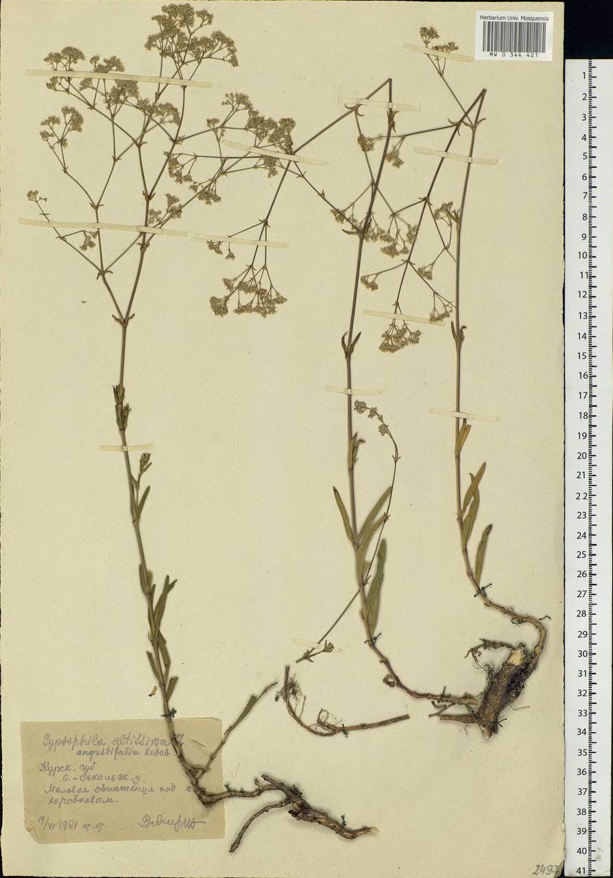 Песколюбочка постенная Ботанический рисунок