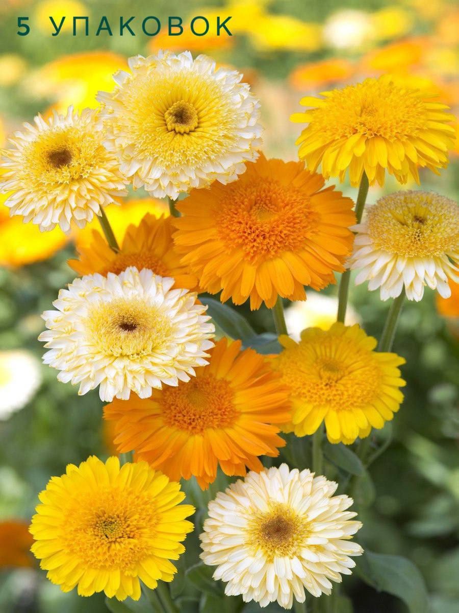 Календула Еллоу Гитана