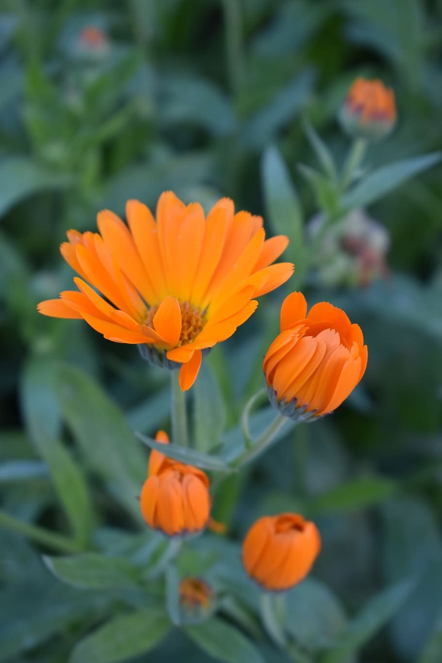 Ноготки календула цветки