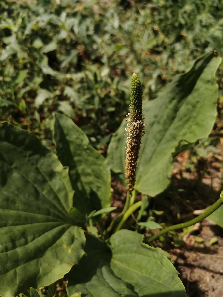 Подорожник корнута