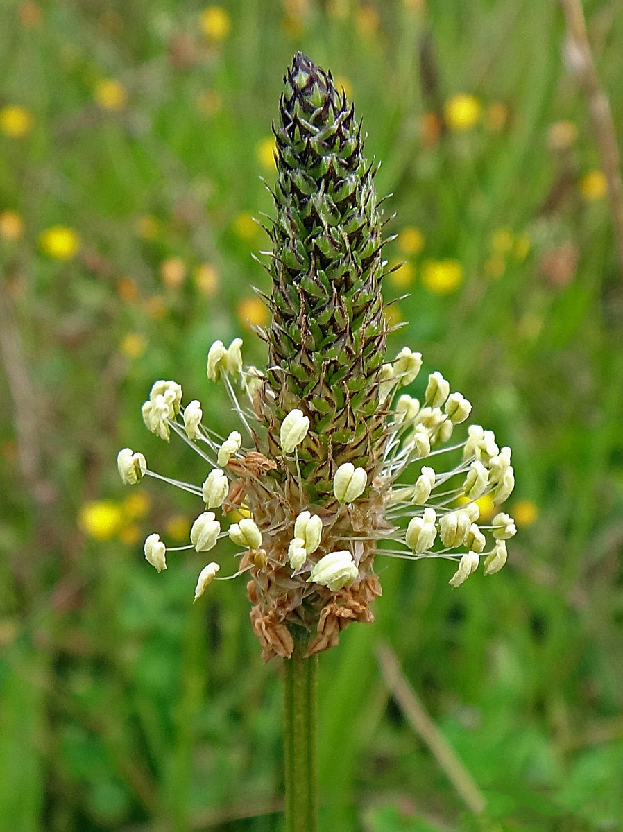 Подорожник КОРНУТА фото