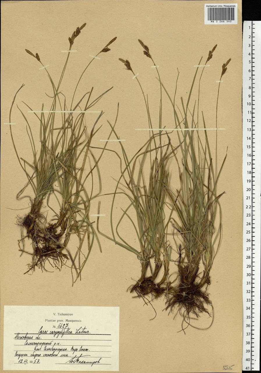 Осока Монтана