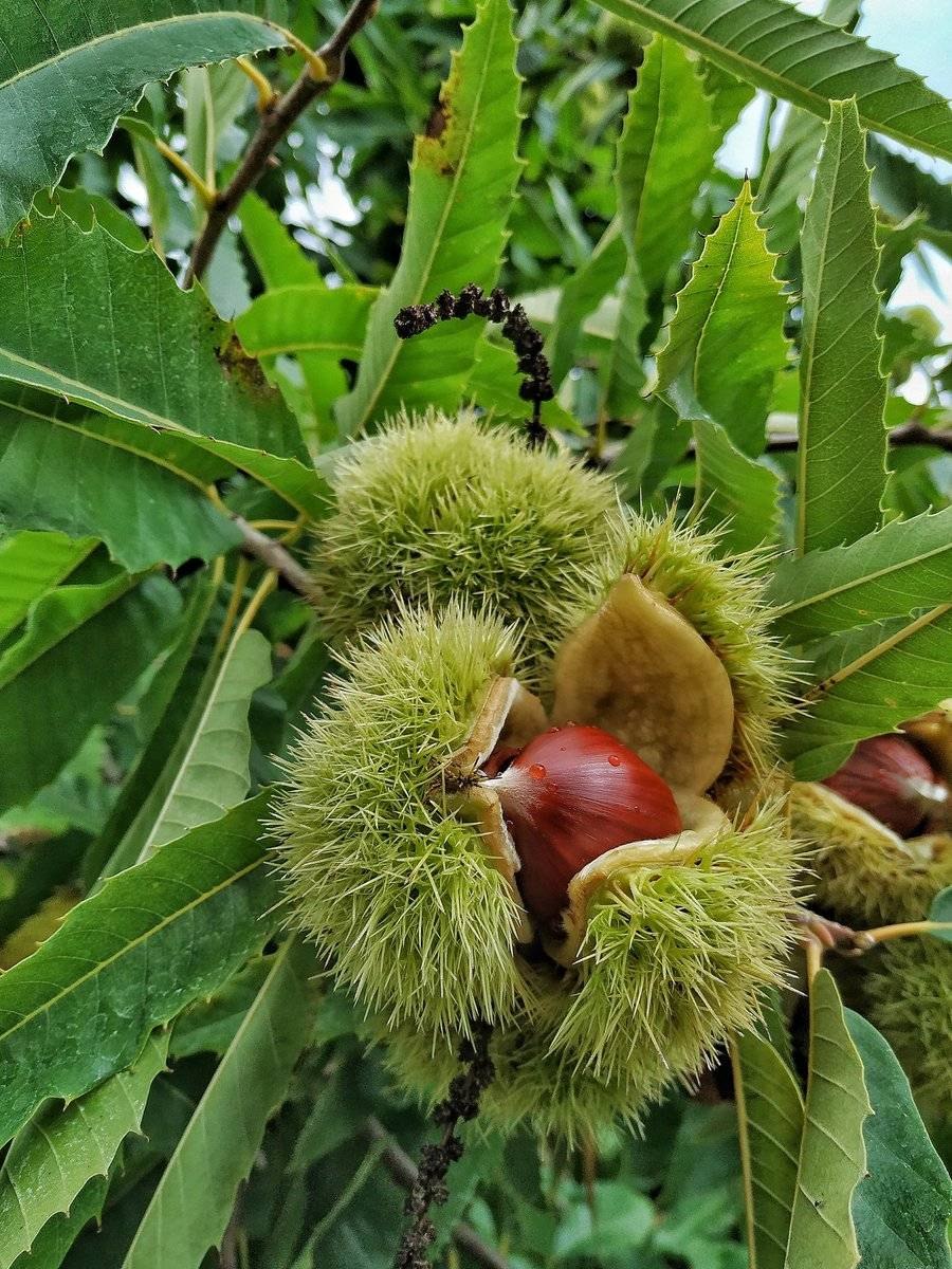 Castanea dentata дерево