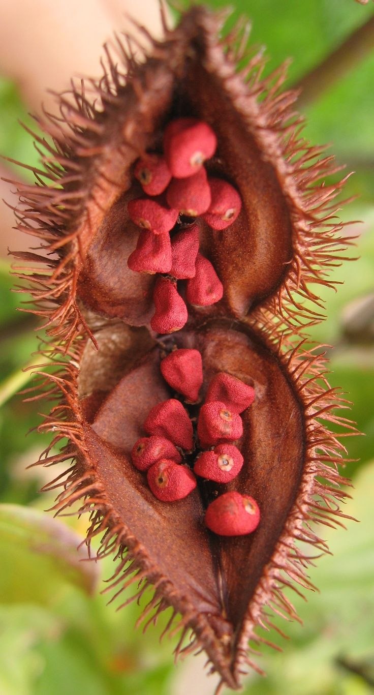 Каштан съедобный цветение