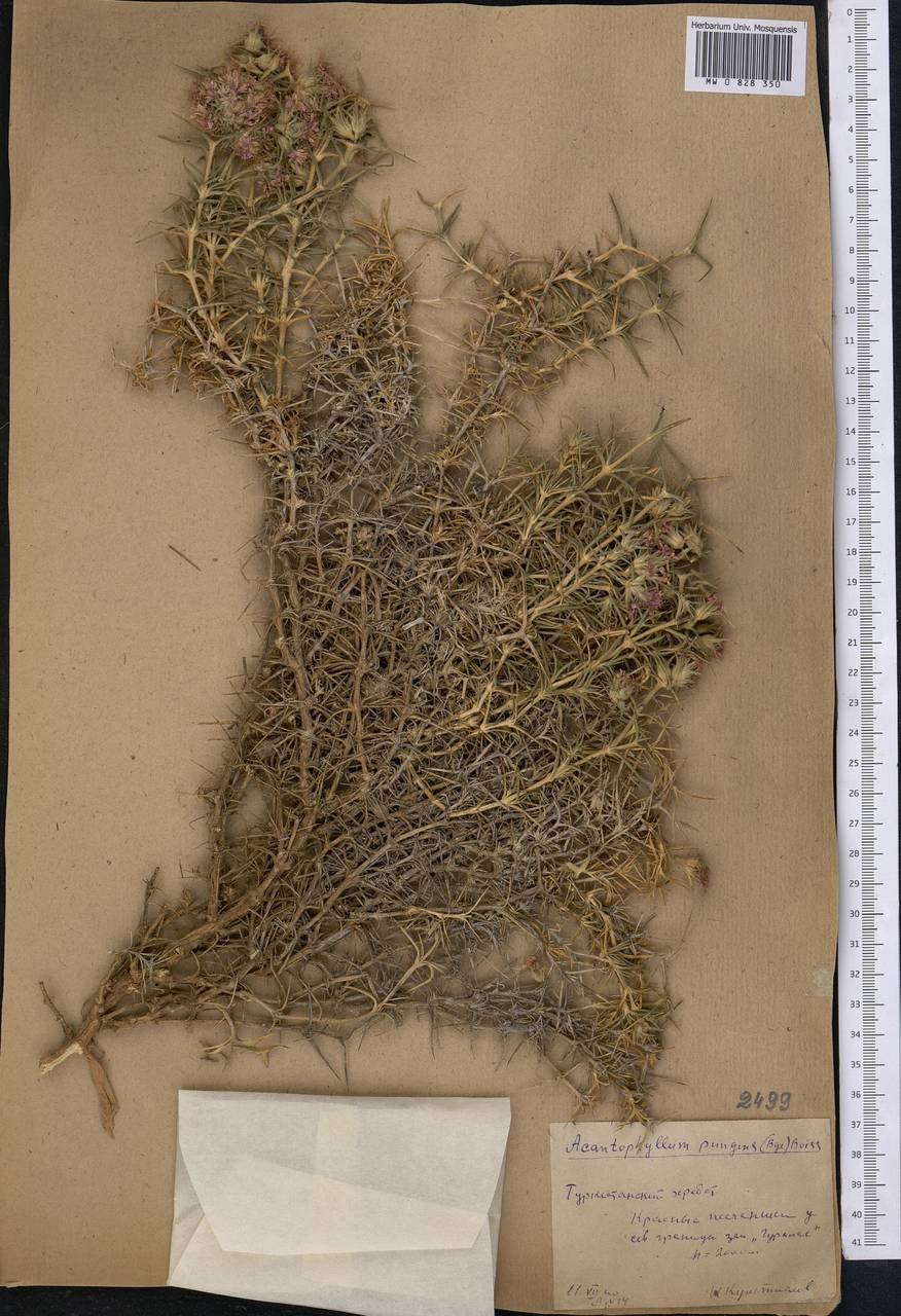 Корень колючелистника