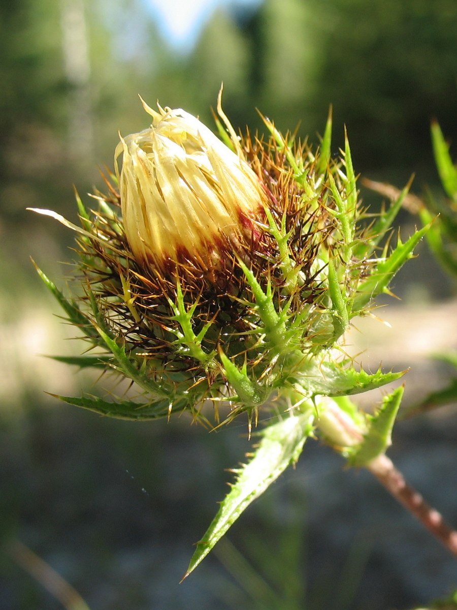 Carlina acaulis Колючник бесстебельный