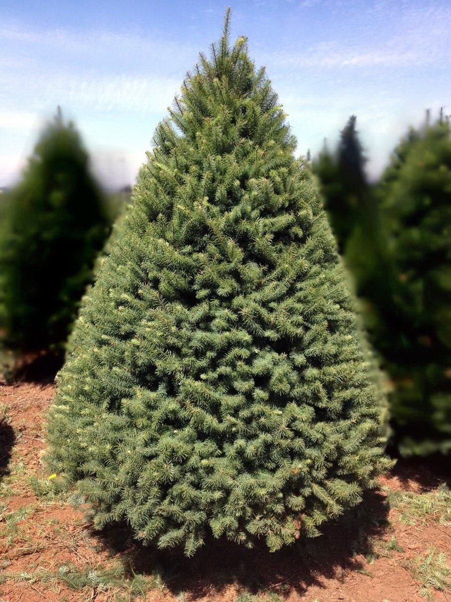 Псевдотсуга Мензиса дугласия