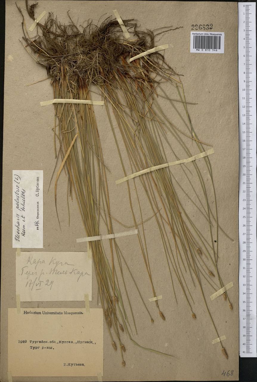 Болотница сладкая