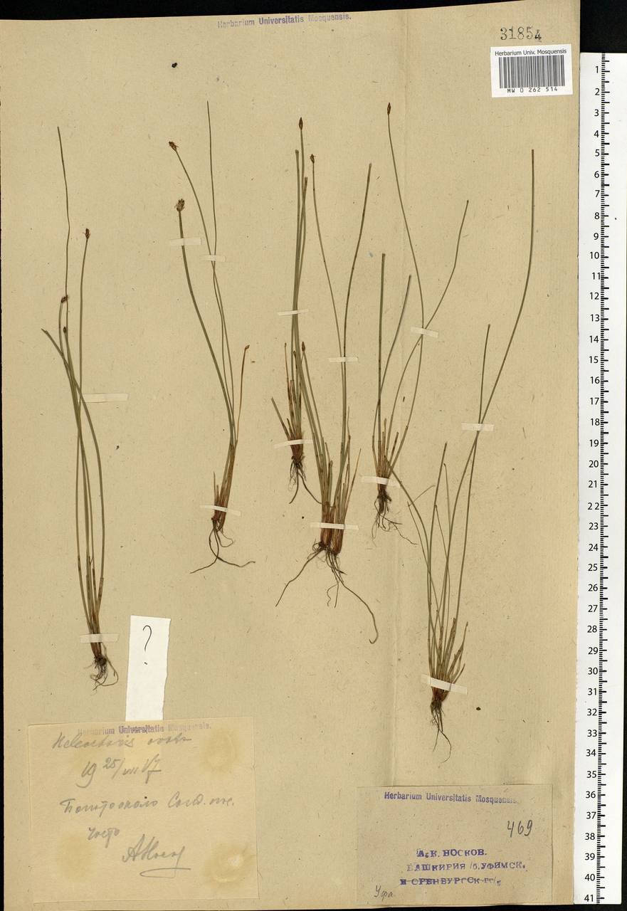 Болотница Болотная Eleocharis palustris