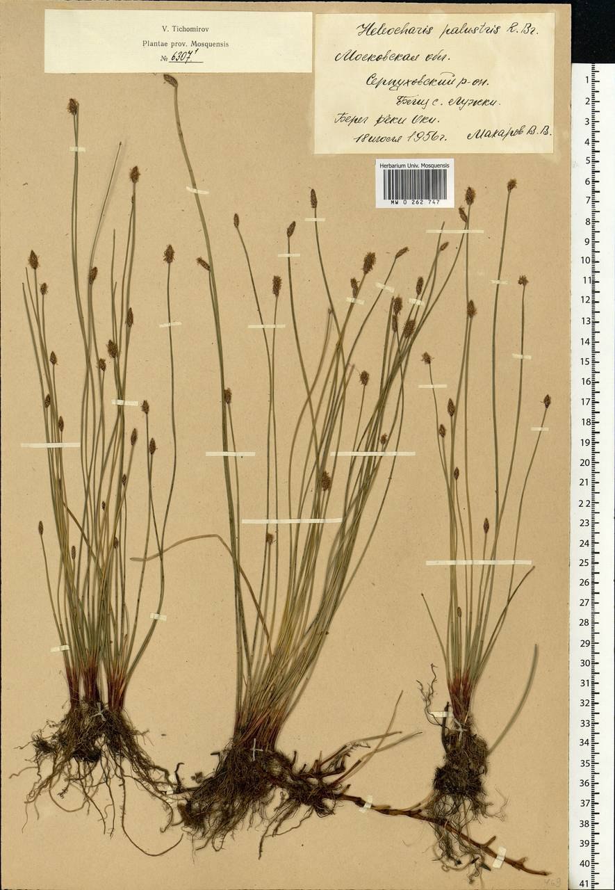 Ситняг болотный (Болотница)