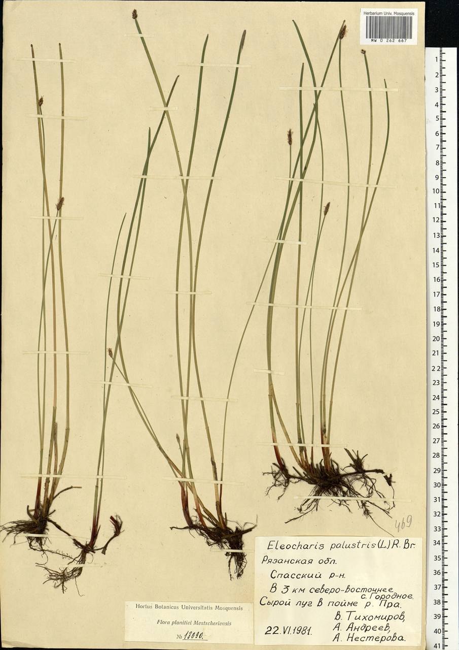 Кикимора Болотная мифология