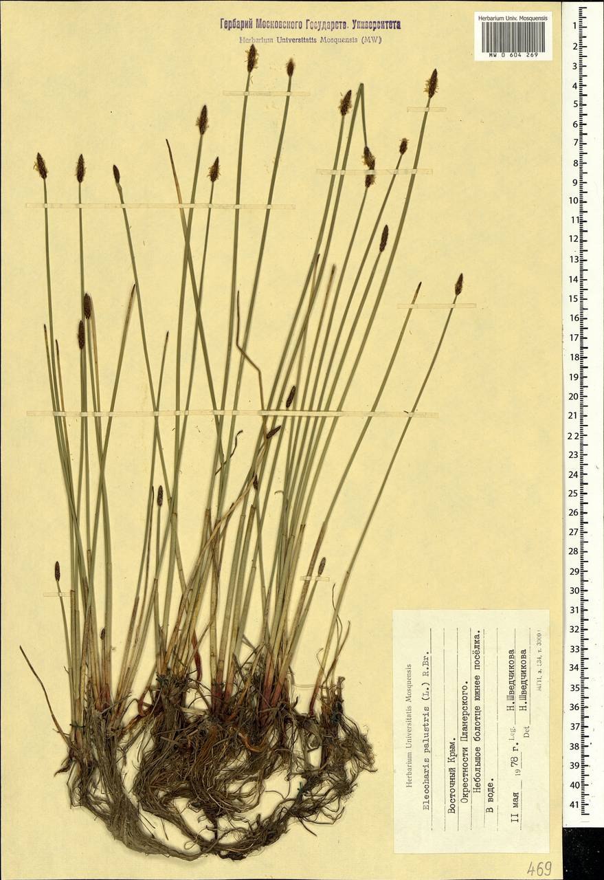 Ситняг болотный (Болотница)